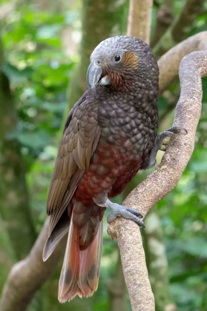 New Zealand Parrot