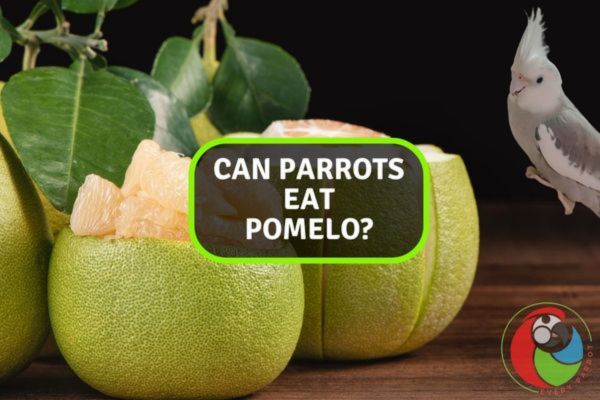 Can Parrots Eat Pomelo?