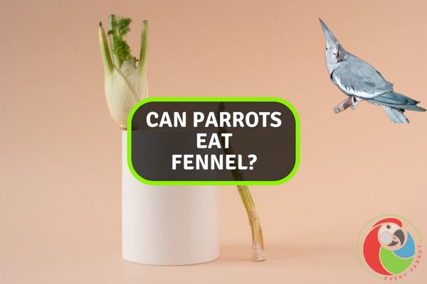 Can Parrots Eat Fennel?