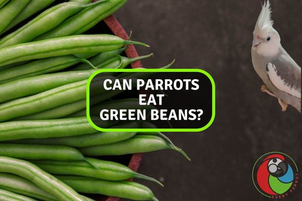 Can Parrots Eat Green Beans?