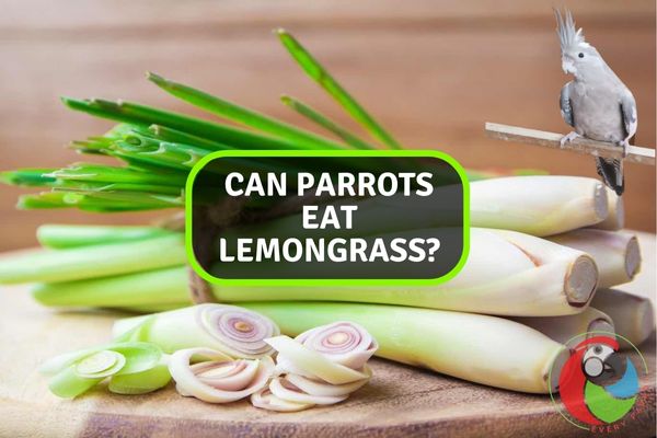 Can Parrots Eat Lemongrass?