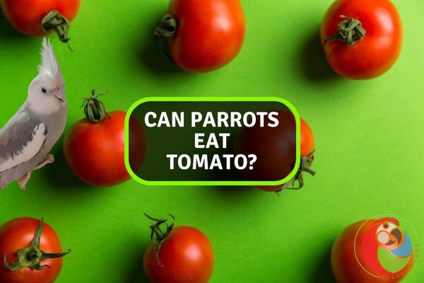 Can Parrots Eat Tomato?