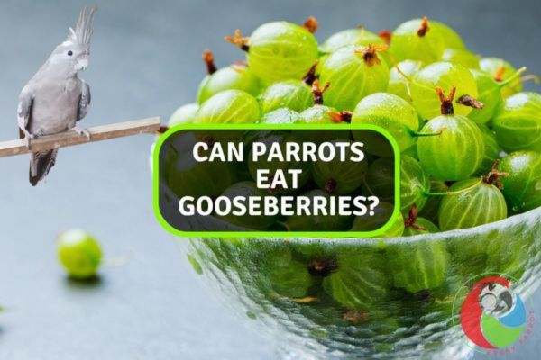 Can Parrots Eat Gooseberries?