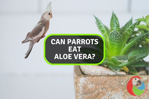 Featured-Can Parrots Eat Aloe Vera