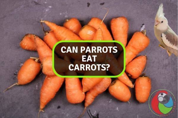Featured-Can Parrots Eat Carrots