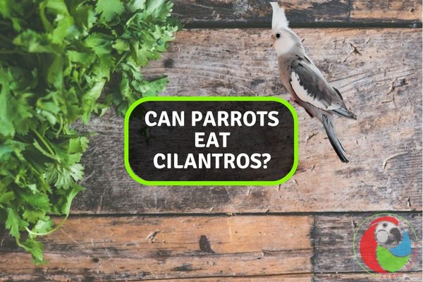 Featured-Can Parrots Eat Cilantros