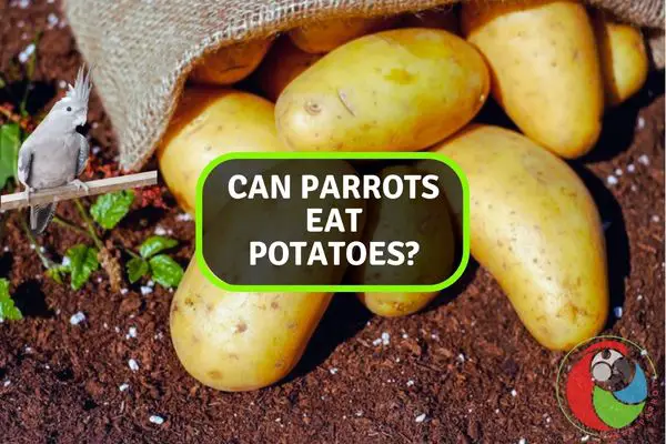 Can Parrots Eat Potatoes?