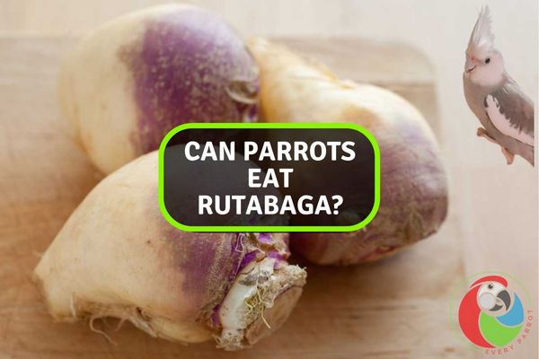 Can Parrots Eat Rutabaga?