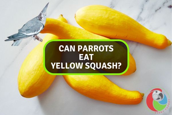 Can Parrots Eat Yellow Squash?
