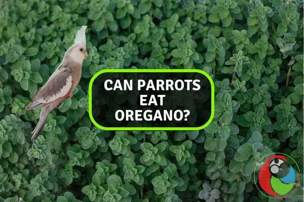 Can Parrots Eat Oregano?