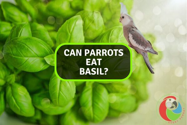 Featured-Can Parrots eat Basil