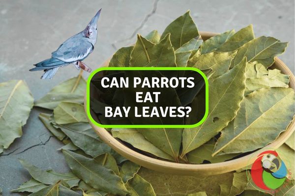 Can Parrots Eat Bay Leaves?