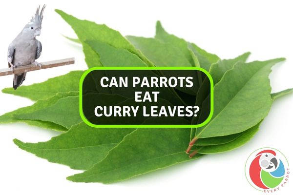 Can Parrots Eat Curry Leaves?