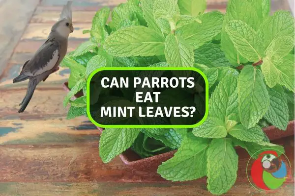 Can Parrots Eat Mint Leaves?