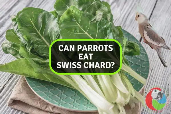 Can Parrots Eat Swiss Chard?