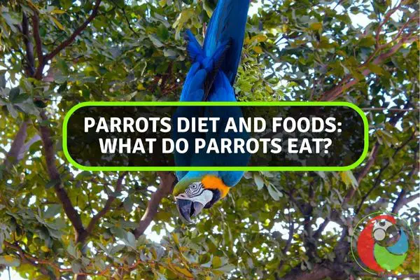 Parrots Diet And Foods: What Do Parrots Eat?