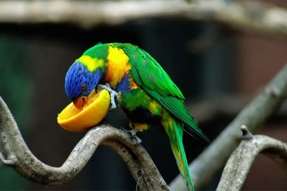 Parrot eats fruit