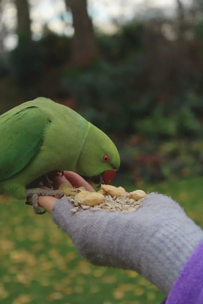 Parrot eats seed