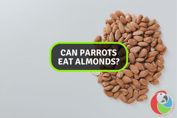 Can Parrots Eat Almonds?
