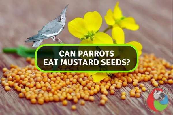 Can Parrots Eat Mustard Seeds?