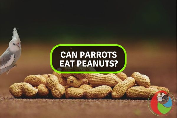 Can Parrots Eat Peanuts?