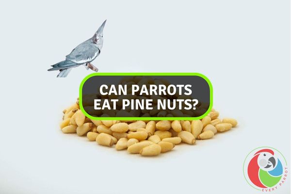 Can Parrots Eat Pine Nuts?