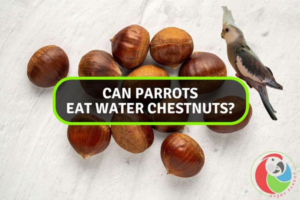Can Parrots Eat Water Chestnuts?