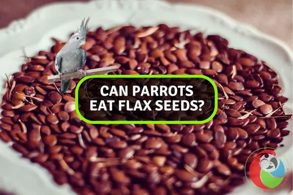 Can Parrots Eat Flax Seeds?