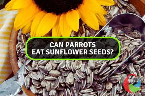 Can Parrots Eat Sunflower Seeds?