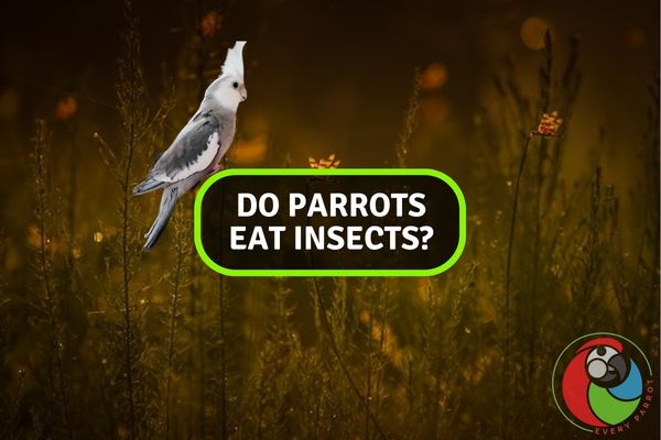 Do parrots eat Insects