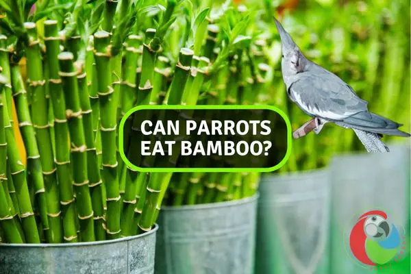 Can Your Parrots Feast on Bamboo? Find Out Now!