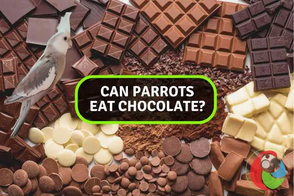 Choco-No-Go: Understanding the Perils of Parrots and Chocolate