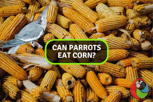 Can Your Feathered Friend Enjoy Corn? A Guide for Parrot Owners