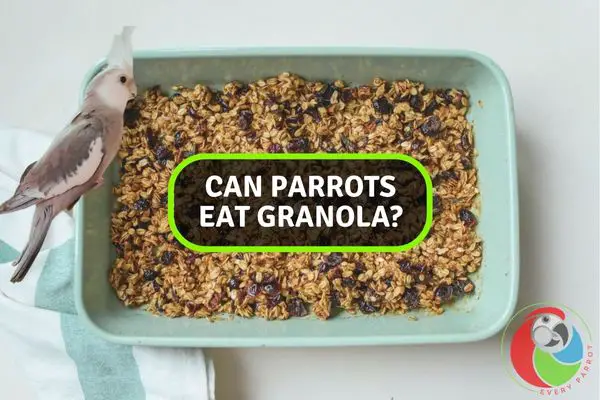Crunchy Conundrum: Can Parrots Enjoy Granola Delights Safely?