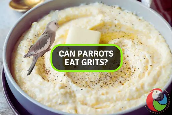 Can Your Parrots Enjoy Grits? Find Out Here!