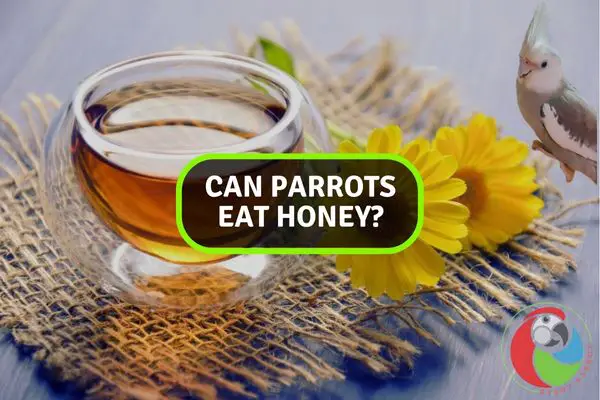 Sweet or Risky? Investigating If Parrots Can Eat Honey!