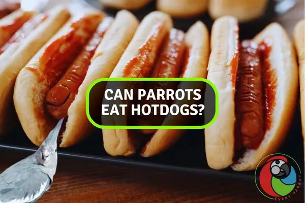 Exploring the Hot Dog Debate: Is it Parrot-Friendly?