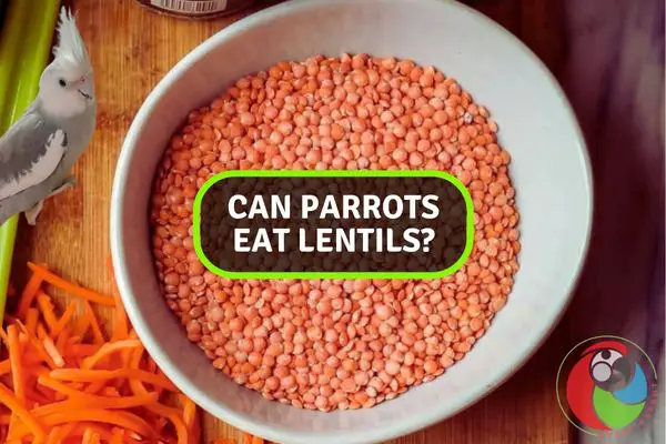 Can Parrots Eat Lentils