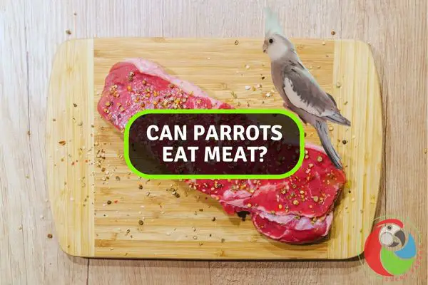 Can Parrots Eat Meat