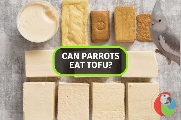 Is Tofu Safe for Parrots? Let’s Find Out!