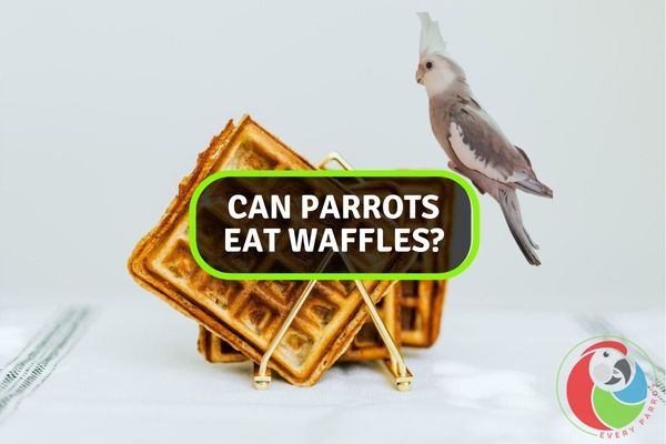 Fluffy Feasts: Should You Serve Waffles to Your Parrot? Let’s Find Out!