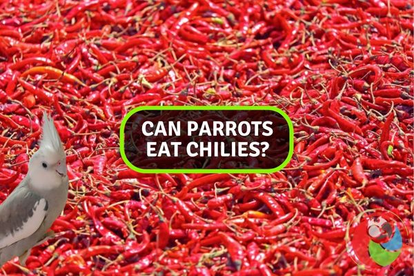 Spicy Dilemma: Can Parrots Safely Enjoy Chilies?