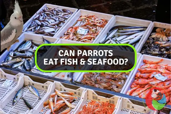 Feathered Gourmet: Should Parrots Include Fish And Seafood in Their Diet?