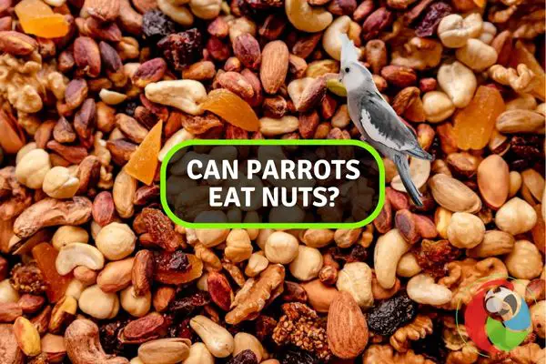 Can Parrots eat nuts