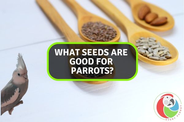 what seeds are good for parrots