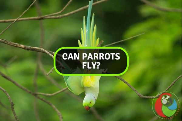 Can a Parrot Fly?