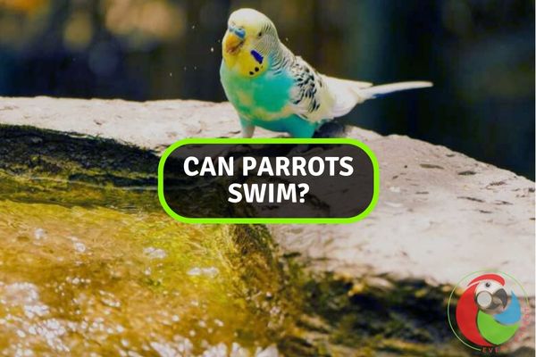 Can a Parrot Swim?