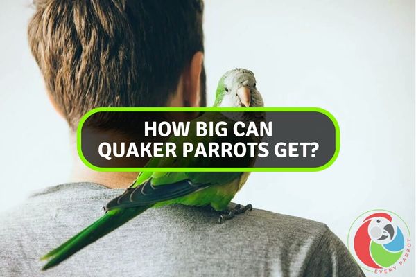 How Big Can Quaker Parrots Get?
