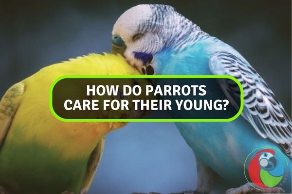 How Do Parrots Care for Their Young?
