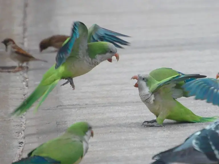 Aggressive Parakeet